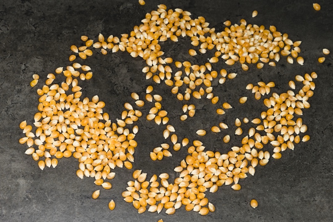 Maize sourced by WARC in Ghana and Sierra Leone