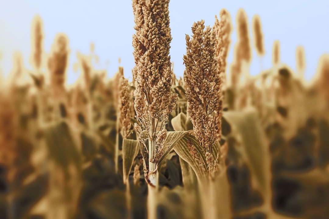 Sorghum sourced by WARC in Ghana