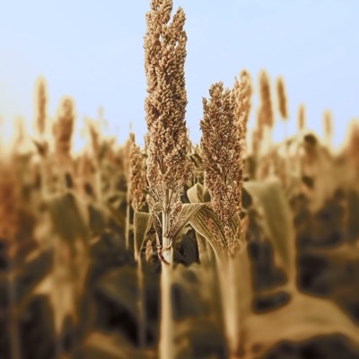 Sorghum