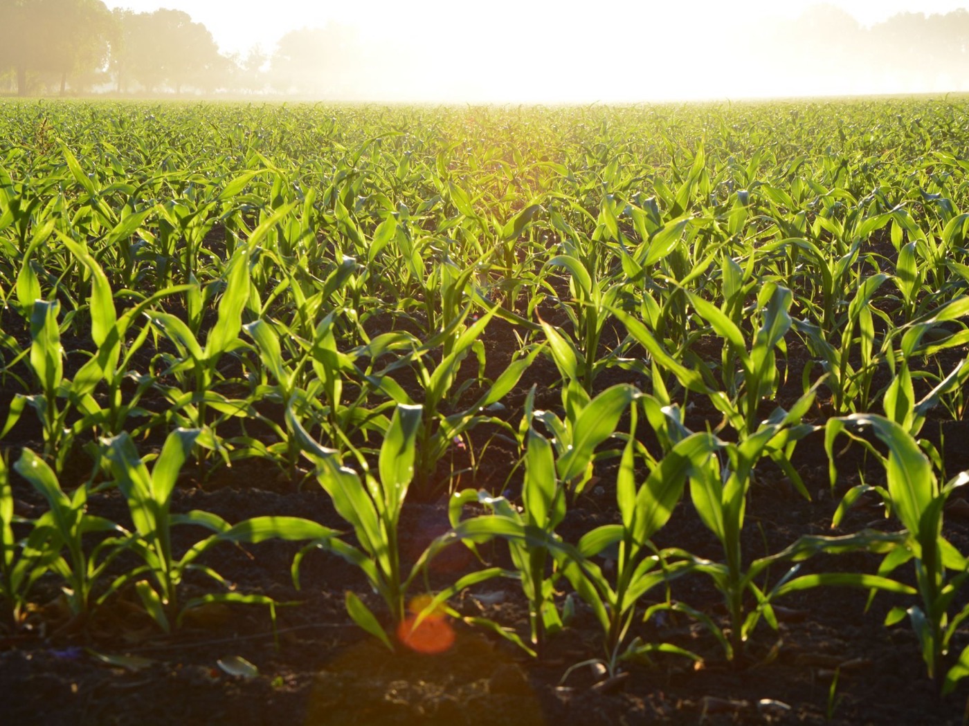 Rows of maize at dawn in a field in northern Ghana