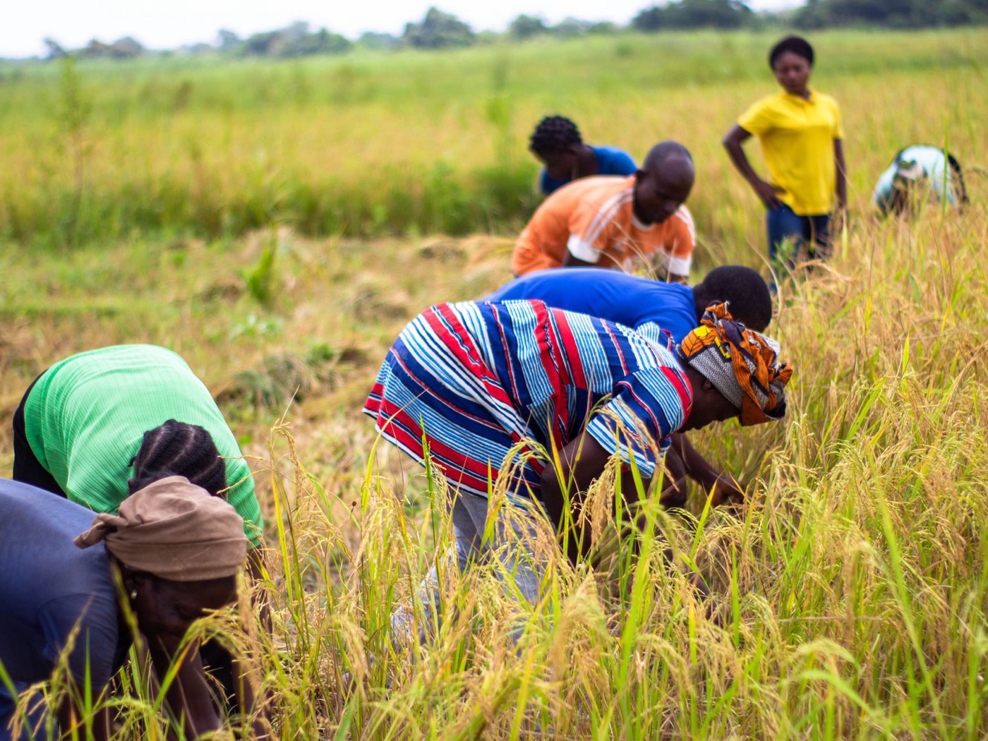 Rice harvest at a WARC farm in Sierra Leone