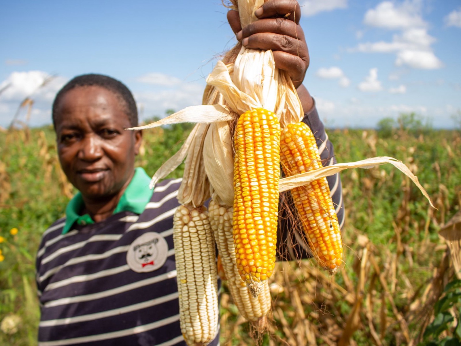 A smallholder farmer holding maize at a WARC Trading Hub in northern Ghana