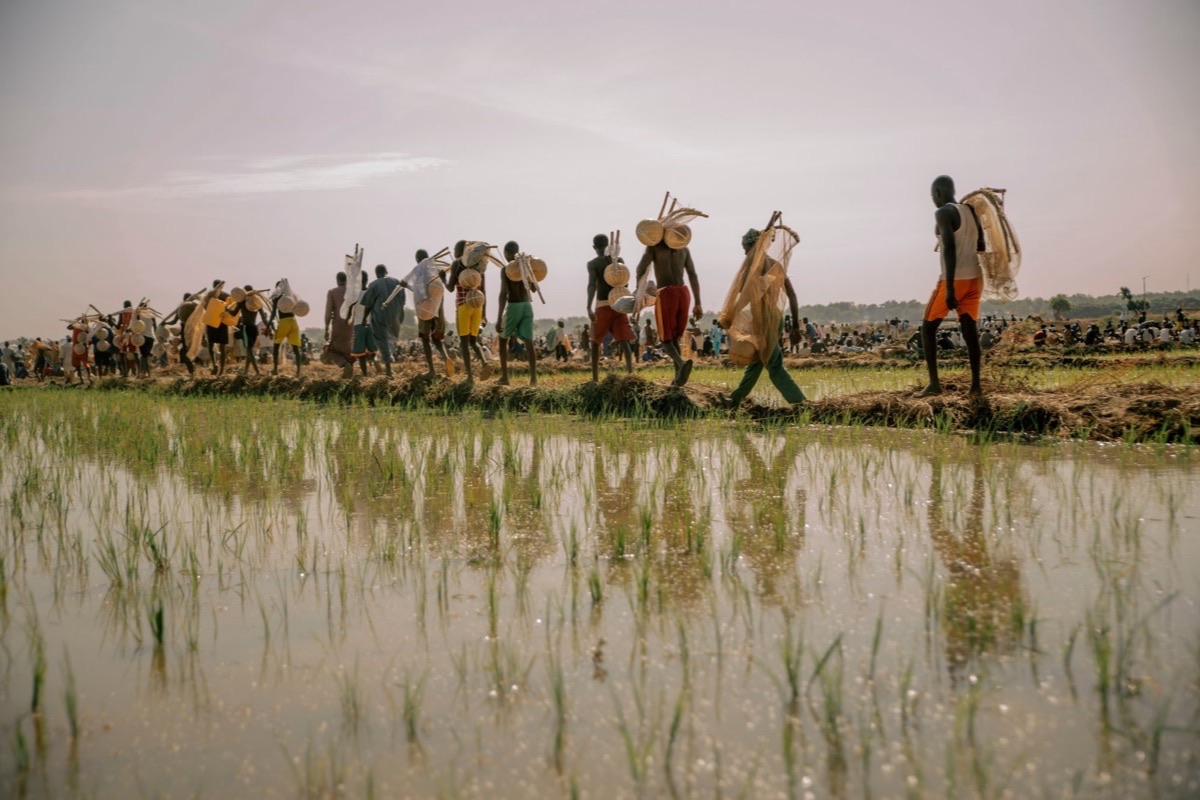 Moving smallholder rice farmers from subsistence to commerce — Sierra Leone